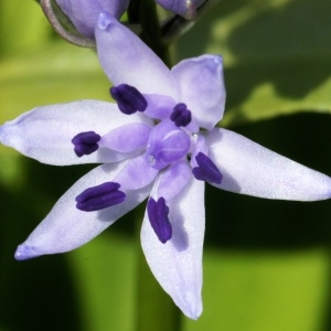 Scilla lilio-hyacinthus L. (Jacinthe des Pyrénées)
