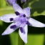  liliane Pessotto - Scilla lilio-hyacinthus L.