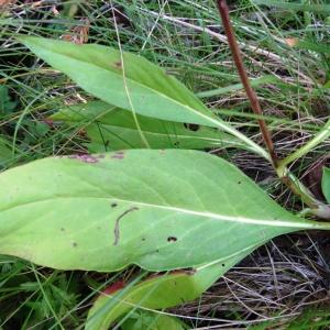 Photographie n°837546 du taxon Succisa pratensis Moench