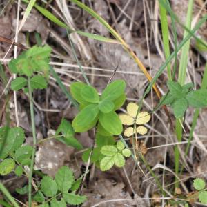 Photographie n°837568 du taxon Hypericum montanum L. [1755]
