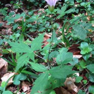 Photographie n°837603 du taxon Geranium nodosum L.