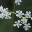  Liliane Roubaudi - Anthriscus cerefolium (L.) Hoffm. [1814]