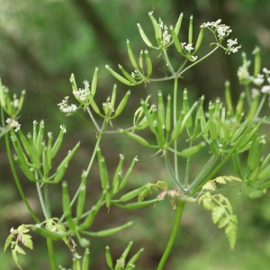 Photographie n°837869 du taxon Anthriscus cerefolium (L.) Hoffm. [1814]