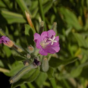 Photographie n°838151 du taxon Epilobium hirsutum L.