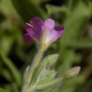 Photographie n°838152 du taxon Epilobium hirsutum L.