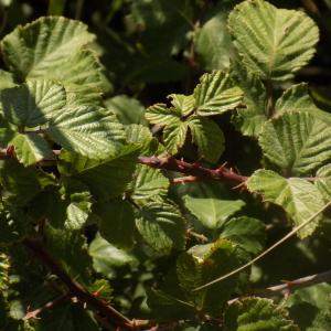 Photographie n°838360 du taxon Rubus ulmifolius Schott [1818]