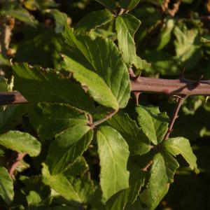 Photographie n°838361 du taxon Rubus ulmifolius Schott [1818]