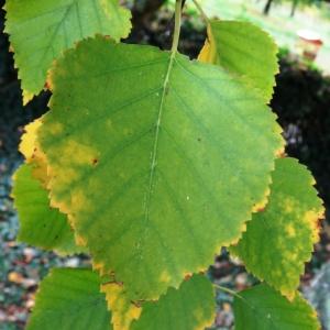 Photographie n°838552 du taxon Betula pubescens Ehrh. [1791]