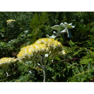 Helichrysum petiolare Hilliard & Burtt (Immortelle)