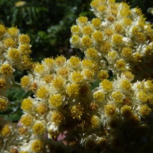  - Helichrysum petiolare Hilliard & Burtt [1973]