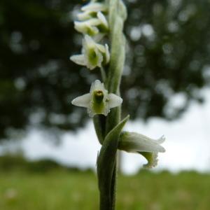 Photographie n°838779 du taxon Spiranthes spiralis (L.) Chevall. [1827]