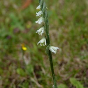 Photographie n°838780 du taxon Spiranthes spiralis (L.) Chevall. [1827]