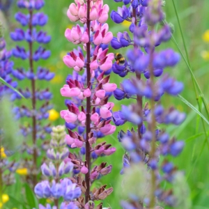 Photographie n°839253 du taxon Lupinus polyphyllus Lindl. [1827]