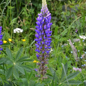 Photographie n°839254 du taxon Lupinus polyphyllus Lindl. [1827]