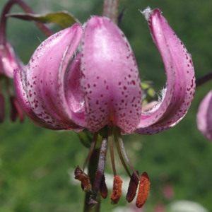 Photographie n°839360 du taxon Lilium martagon L.