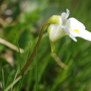 Photographie n°839372 du taxon Pinguicula alpina L. [1753]