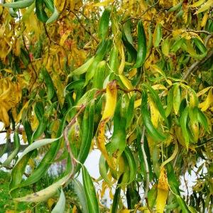 Photographie n°839596 du taxon Salix babylonica var. pekinensis Henry