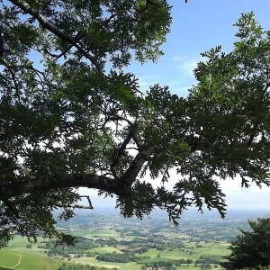 Photographie n°840276 du taxon Quercus pyrenaica Willd. [1805]