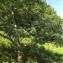  Florent Beck - Quercus pyrenaica Willd. [1805]