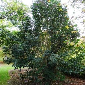 Photographie n°840348 du taxon Ligustrum japonicum Thunb. [1780]