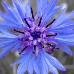  - Centaurea cyanus L. [1753]