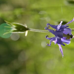 Photographie n°840385 du taxon Aquilegia vulgaris L. [1753]