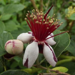 Feijoa sellowiana (O.Berg) O.Berg (Feijoa)