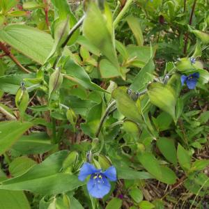 Photographie n°840508 du taxon Commelina coelestis Willd. [1809]