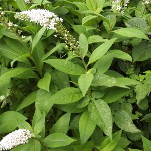 Photographie n°840518 du taxon Lysimachia L. [1753]