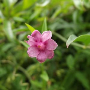 Photographie n°840530 du taxon Jasminum L. [1753]