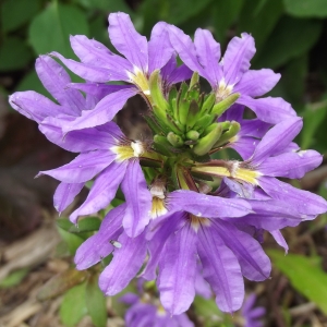 Scaevola L.