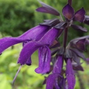 Photographie n°840537 du taxon Salvia farinacea Benth. [1834]