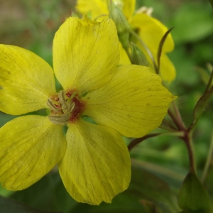 Lysimachia ciliata L. (Lysimaque ciliée)