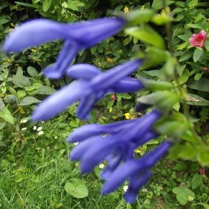 Photographie n°840557 du taxon Salvia patens Cav. [1799]