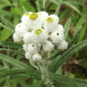 Anaphalis margaritacea (L.) Benth. & Hook.f. (Immortelle blanche)