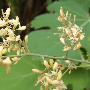 Macleaya cordata (Willd.) R.Br.