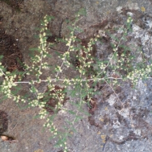 Photographie n°840703 du taxon Asparagus acutifolius L. [1753]