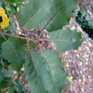 Photographie n°840729 du taxon Quercus faginea Lam. [1785]