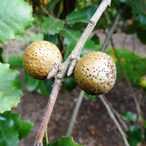 Photographie n°840733 du taxon Quercus faginea Lam. [1785]