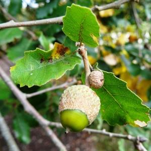 Photographie n°840737 du taxon Quercus faginea Lam. [1785]