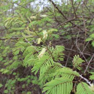 Photographie n°840884 du taxon Acacia ataxacantha DC.