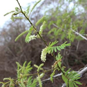 Photographie n°840887 du taxon Acacia ataxacantha DC.