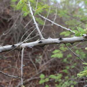 Photographie n°840891 du taxon Acacia ataxacantha DC.