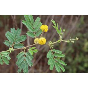 Acacia seyal Delile