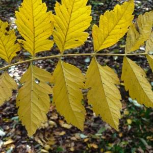 Photographie n°841105 du taxon Koelreuteria paniculata Laxm. [1772]