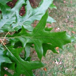 Photographie n°841242 du taxon Quercus palustris Münchh. [1770]