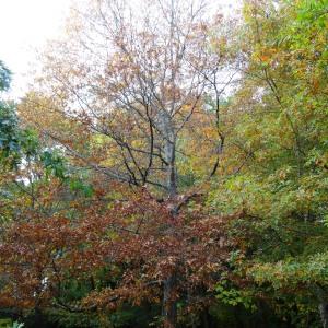 Photographie n°841315 du taxon Quercus palustris Münchh. [1770]