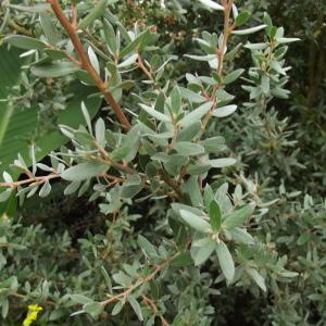 Leptospermum sp.