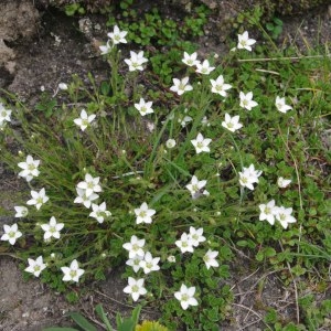 Photographie n°842837 du taxon Arenaria multicaulis L. [1759]