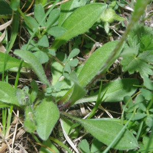 Erigeron alpinus var. neglectus (A.Kern.) Briq. (Vergerette négligée)